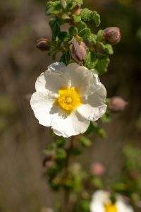 rugby collectif leadership systémique - coaching d'équipe en entreprise Montpellier